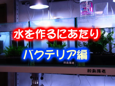 水槽内のお話～バクテリア編