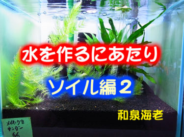 水槽内のお話 ソイル編2 ビーシュリンプ生活 和泉海老