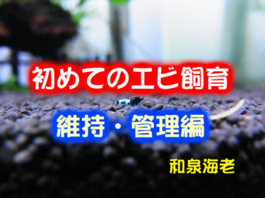 初めてのビーシュリンプ飼育～維持・管理編