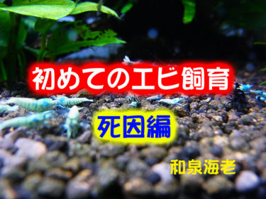 初めてのビーシュリンプ飼育～死因編