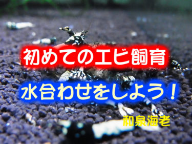 初めてのビーシュリンプ飼育 水合わせをしよう ビーシュリンプ生活 和泉海老